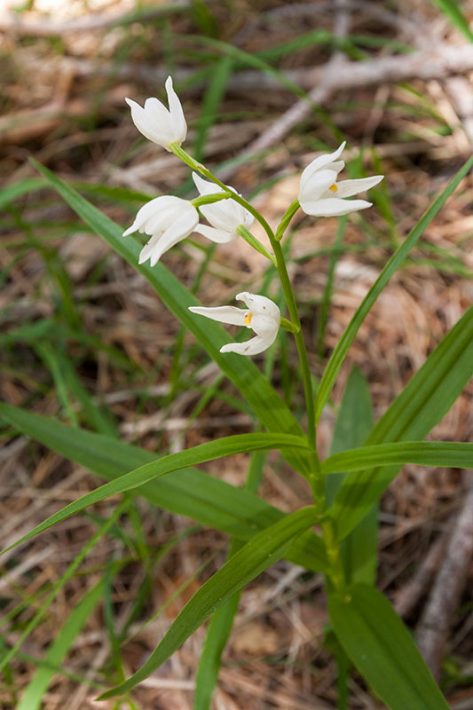 dubbio risolto: Cephalanthera longifolia